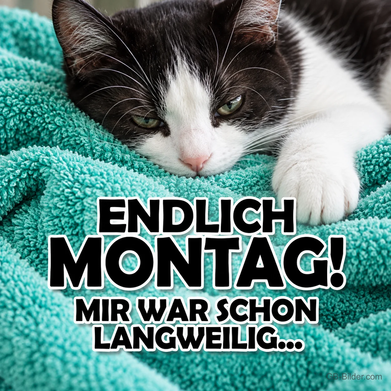 Schwarz-weiße Katze liegt mürrisch auf einem türkisen Handtuch, Text: ENDLICH MONTAG! MIR WAR SCHON LANGWEILIG…