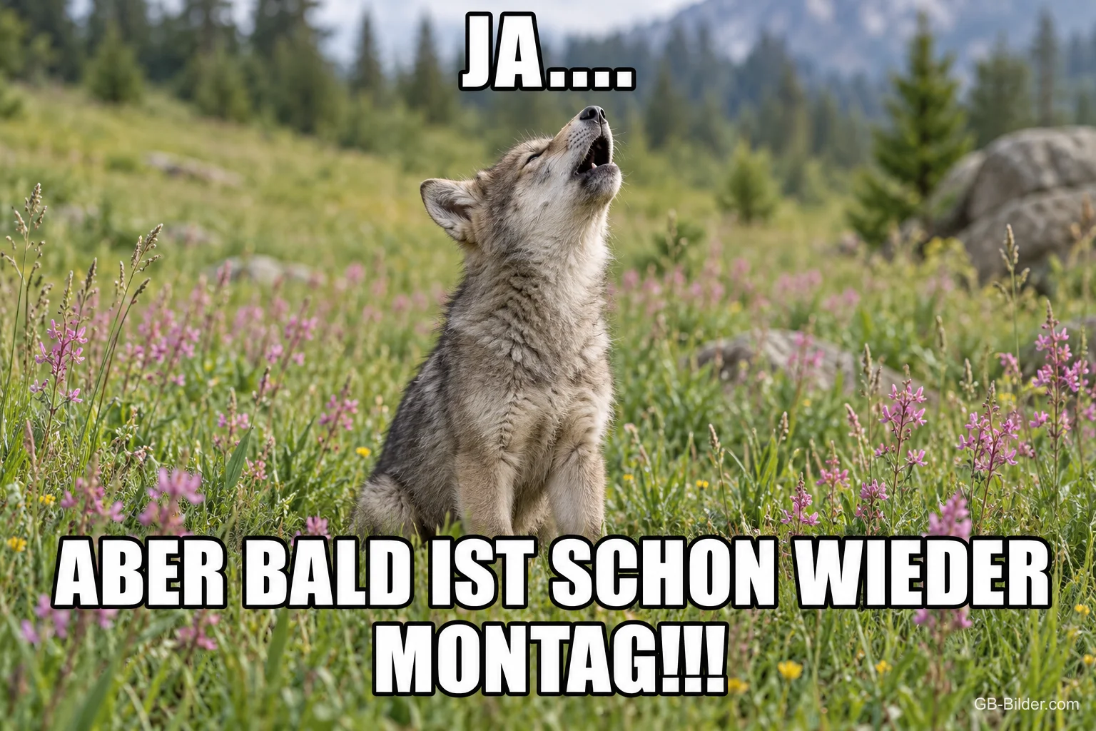 Wolfswelpe heult auf einer Blumenwiese, Text: JA…. ABER BALD IST SCHON WIEDER MONTAG!!!