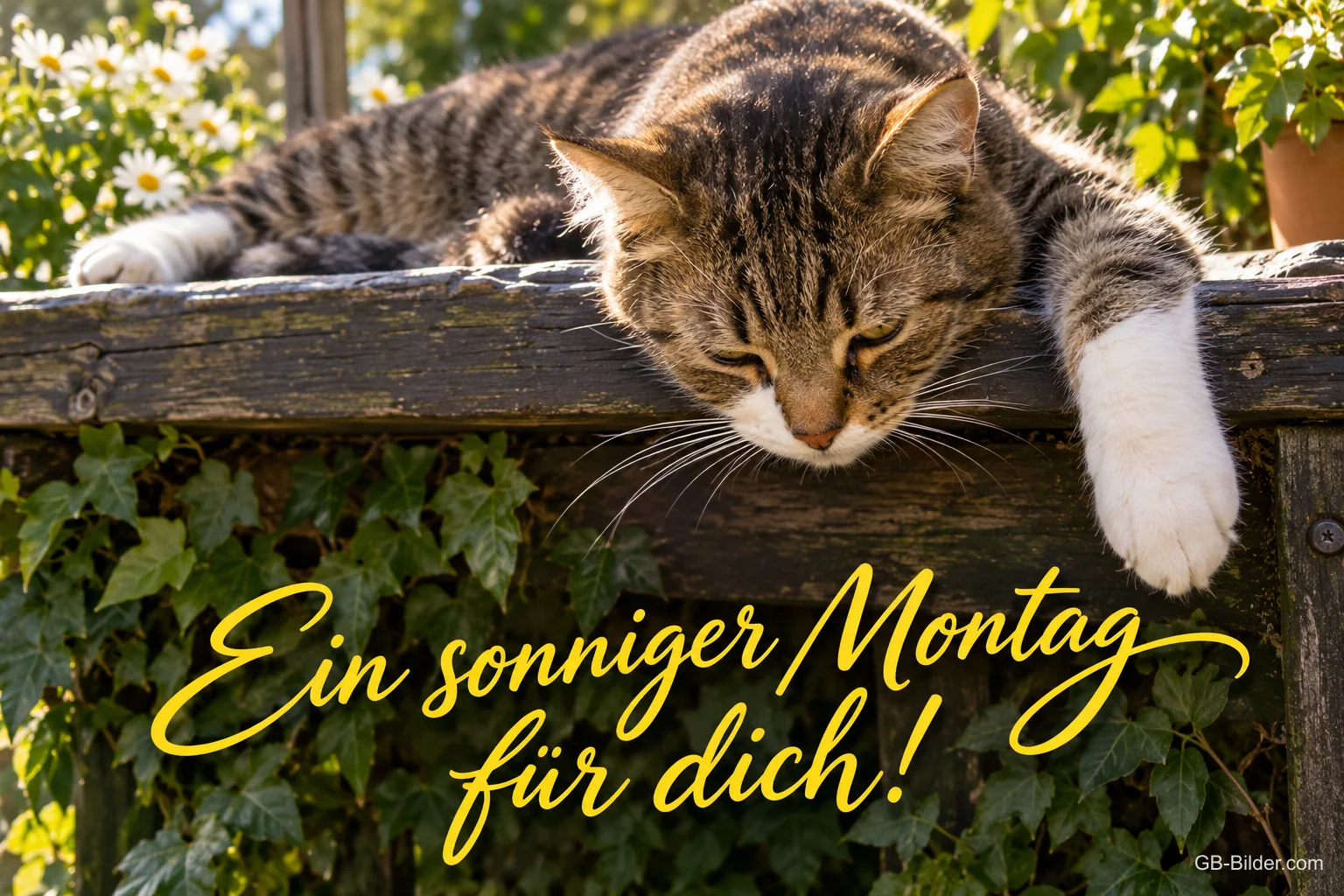 Getigerte Katze döst über einem Holzbalken im Garten, Text: Ein sonniger Montag für dich! Getigerte Katze döst über einem Holzbalken im Garten, Text: Ein sonniger Montag für dich!