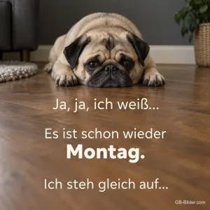 Müder Mops liegt auf dem Holzboden, Text: Ja, ja, ich weiß… Es ist schon wieder Montag. Ich steh gleich auf…
