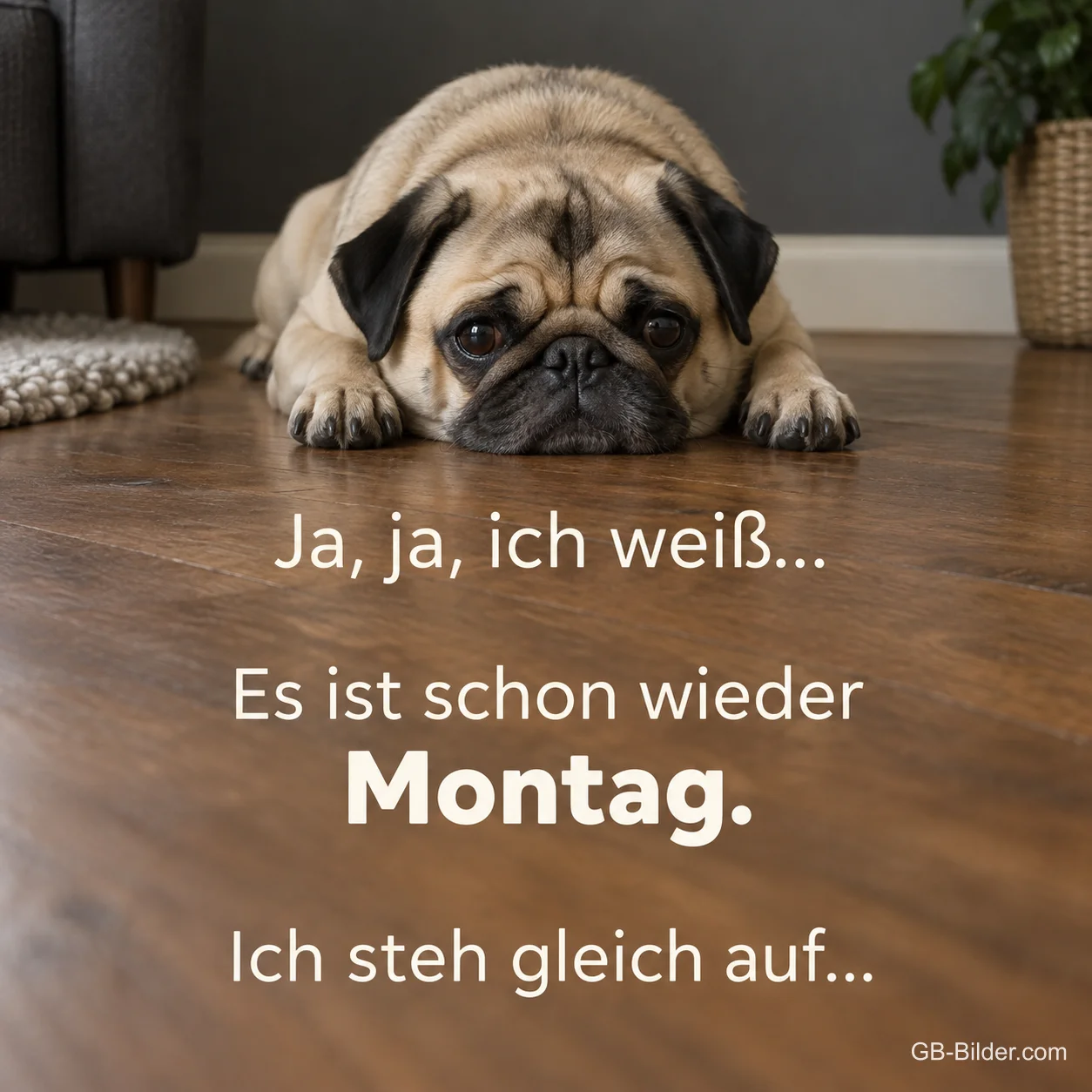 Müder Mops liegt auf dem Holzboden, Text: Ja, ja, ich weiß… Es ist schon wieder Montag. Ich steh gleich auf…