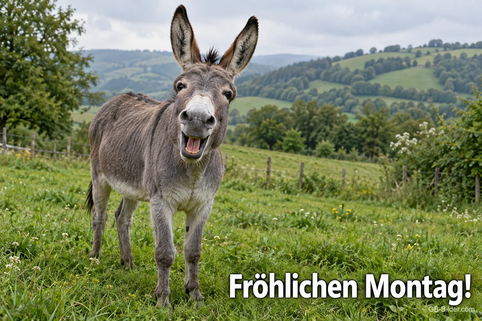 Esel lacht auf einer grünen Weide, Text: Fröhlichen Montag!