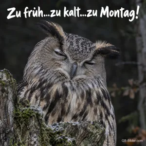 Uhu mit geschlossenen Augen auf einem Baumstumpf, Text: Zu früh…zu kalt…zu Montag!