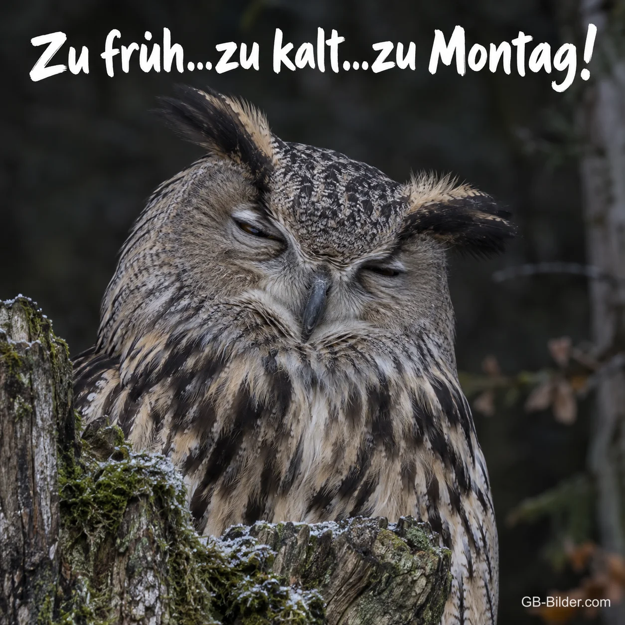 Uhu mit geschlossenen Augen auf einem Baumstumpf, Text: Zu früh…zu kalt…zu Montag!