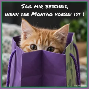 Rotes Kätzchen lugt aus einer lila Papiertüte, Text: Sag mir Bescheid, wenn der Montag vorbei ist!
