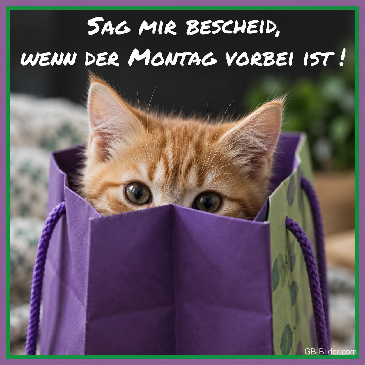 Rotes Kätzchen lugt aus einer lila Papiertüte, Text: Sag mir Bescheid, wenn der Montag vorbei ist!