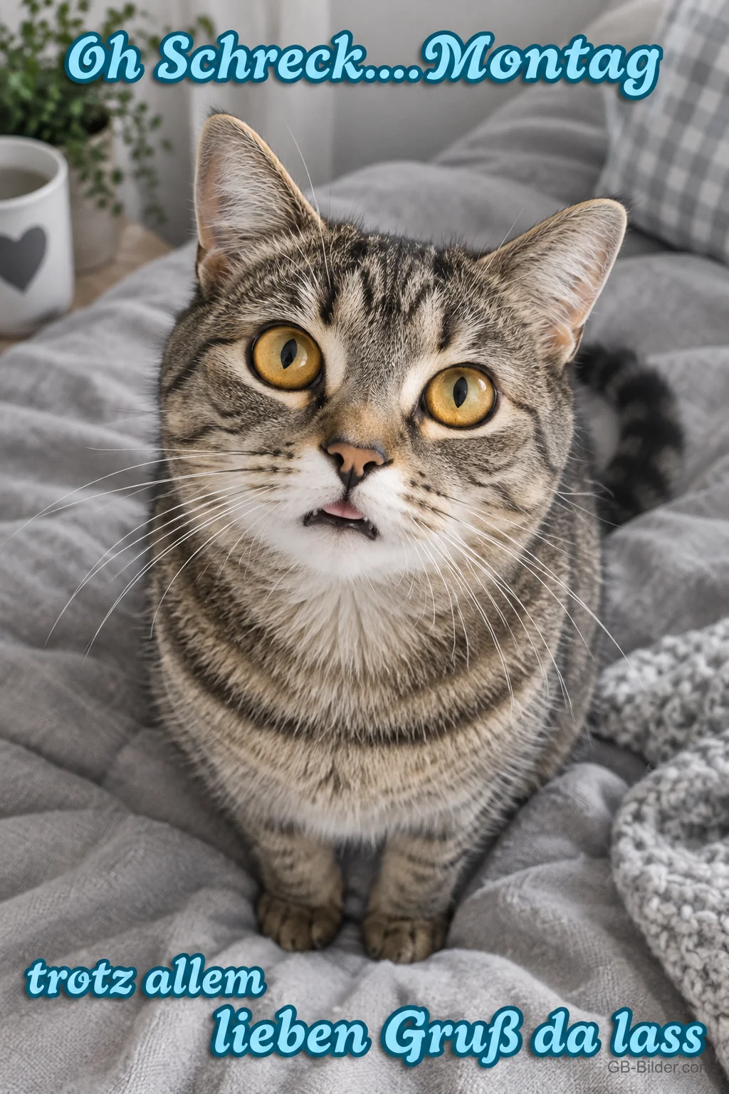 Erschrockene Katze auf dem Bett, Text: Oh Schreck … Montag – trotz allem lieben Gruß da lass