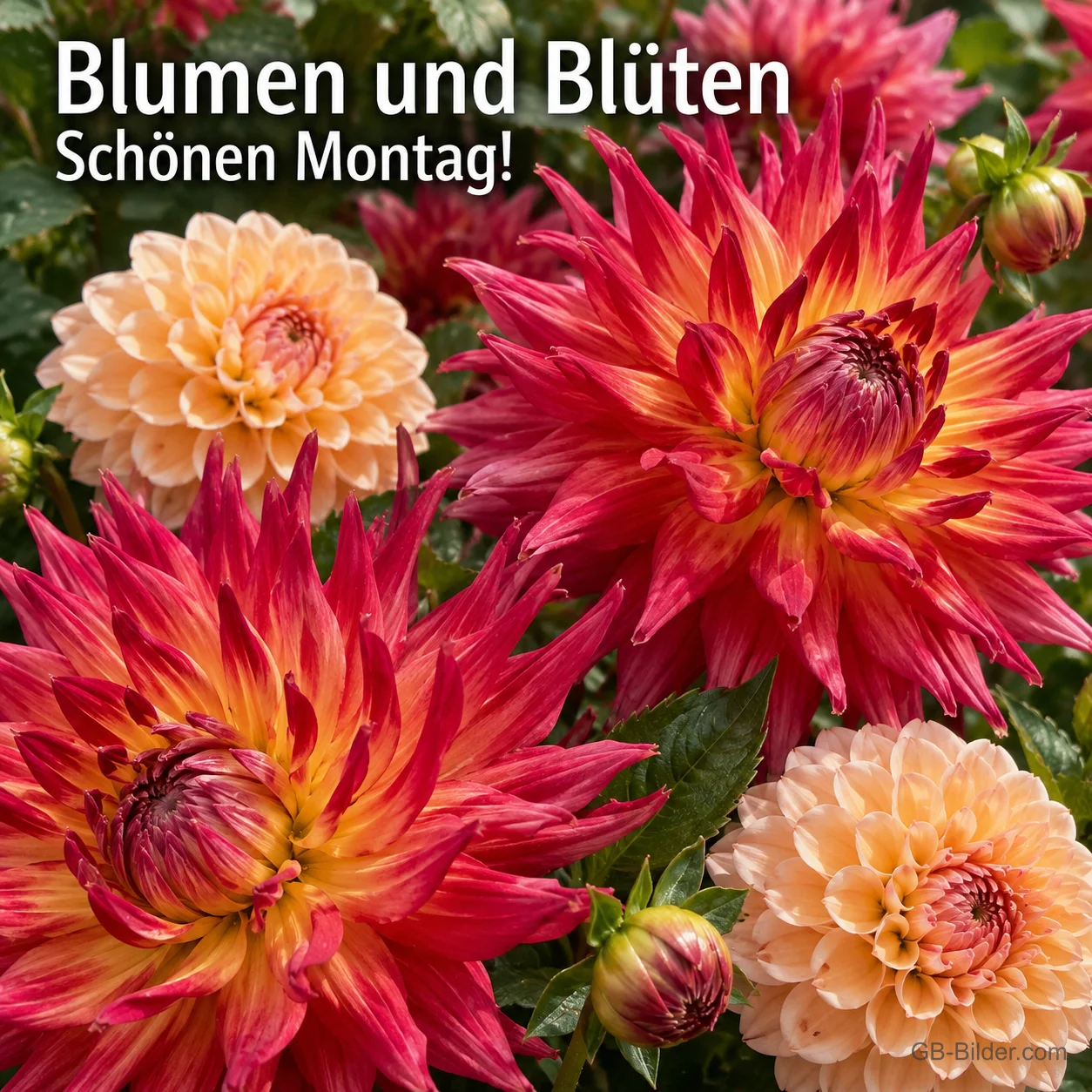 Rote und apricotfarbene Dahlien, Text: Blumen und Blüten – Schönen Montag!