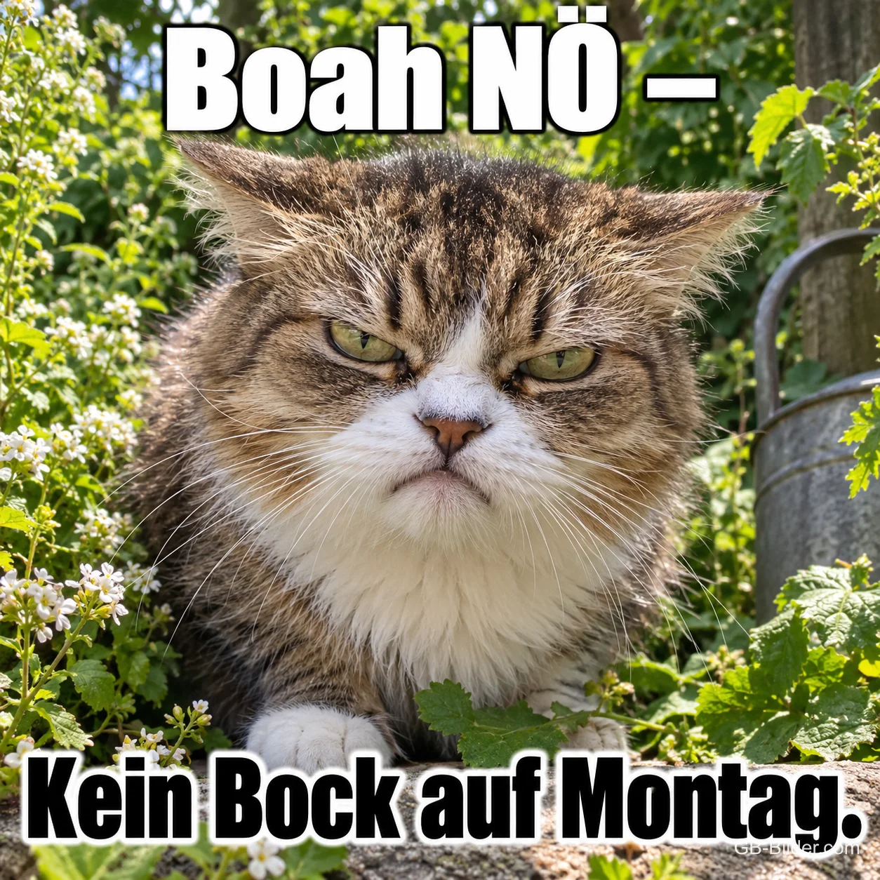 Grimmig schauende getigerte Katze im Garten, Text: Boah NÖ – Kein Bock auf Montag.