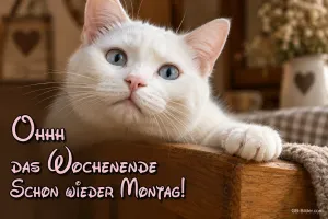 Traurige weiße Katze, Text: Ohhh das Wochenende – Schon wieder Montag!