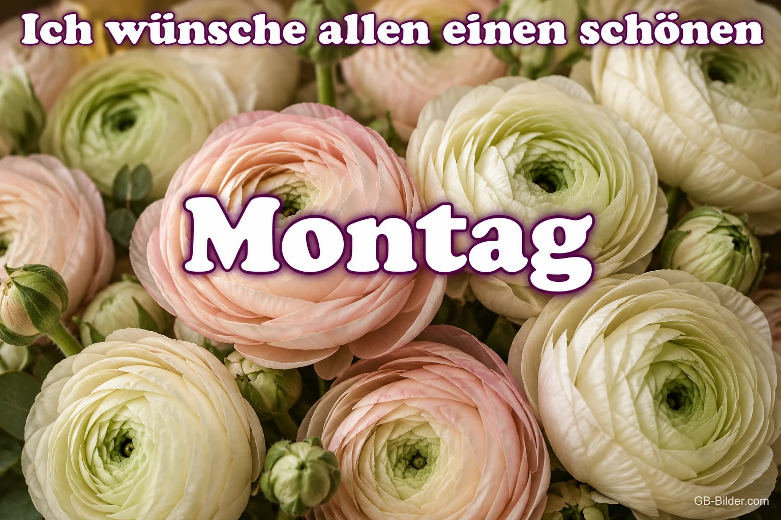 Rosa und weiße Ranunkeln, Text: Ich wünsche allen einen schönen Montag