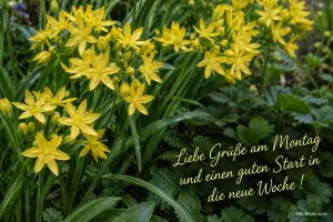 Gelber Goldlauch im Beet, Text: Liebe Grüße am Montag und einen guten Start in die neue Woche!