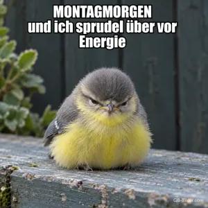 Aufgeplusterte Blaumeise schaut mürrisch auf einem Holzbrett, Text: MONTAGMORGEN und ich sprudel über vor Energie