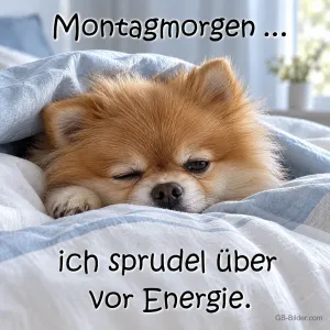 Müder Zwergspitz liegt unter der Bettdecke, Text: Montagmorgen … ich sprudel über vor Energie.