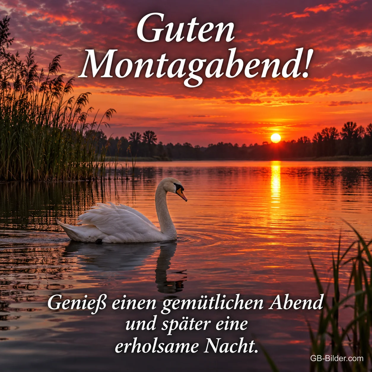 Schwan auf einem See im Sonnenuntergang, Text: Guten Montagabend! – Genieß einen gemütlichen Abend und später eine erholsame Nacht.