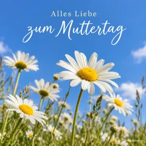 Margeriten vor blauem Himmel, Text: Alles Liebe zum Muttertag