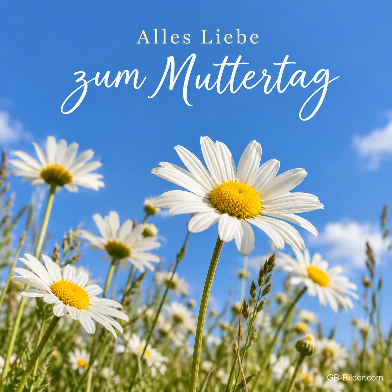 Margeriten vor blauem Himmel, Text: Alles Liebe zum Muttertag