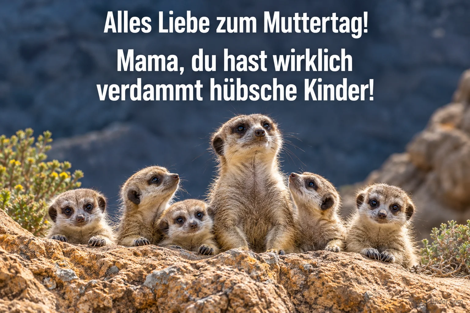 Erdmännchenmutter mit fünf Jungen auf einem Felsen, Text: Alles Liebe zum Muttertag! – Mama, du hast wirklich verdammt hübsche Kinder! Erdmännchenmutter mit fünf Jungen auf einem Felsen, Text: Alles Liebe zum Muttertag! – Mama, du hast wirklich verdammt hübsche Kinder!
