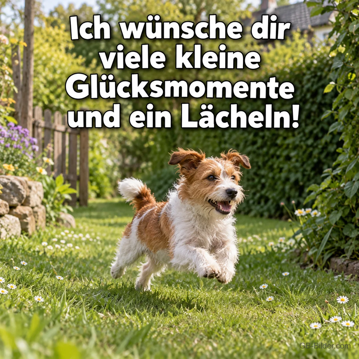 Springender Terrier im Garten, Text: Ich wünsche dir viele kleine Glücksmomente und ein Lächeln! Springender Terrier im Garten, Text: Ich wünsche dir viele kleine Glücksmomente und ein Lächeln!