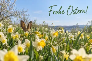 Hasenohren im Narzissenfeld, Text: Frohe Ostern!