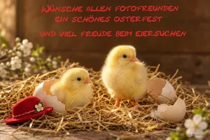 Zwei Küken im Stroh, Text: Wünsche allen Fotofreunden ein schönes Osterfest