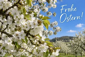 Weiße Kirschblüten vor blauem Himmel, Text: Frohe Ostern!