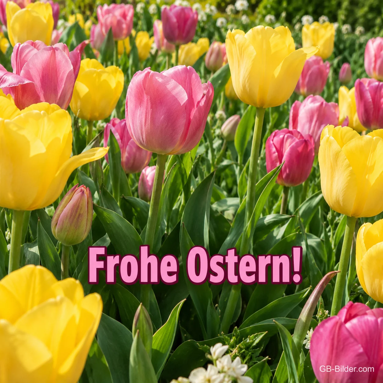 Gelbe und rosa Tulpen, Text: Frohe Ostern! Gelbe und rosa Tulpen, Text: Frohe Ostern!