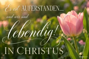 Rosa Tulpe im Sonnenlicht, Text: Er ist auferstanden und wir sind lebendig! In Christus