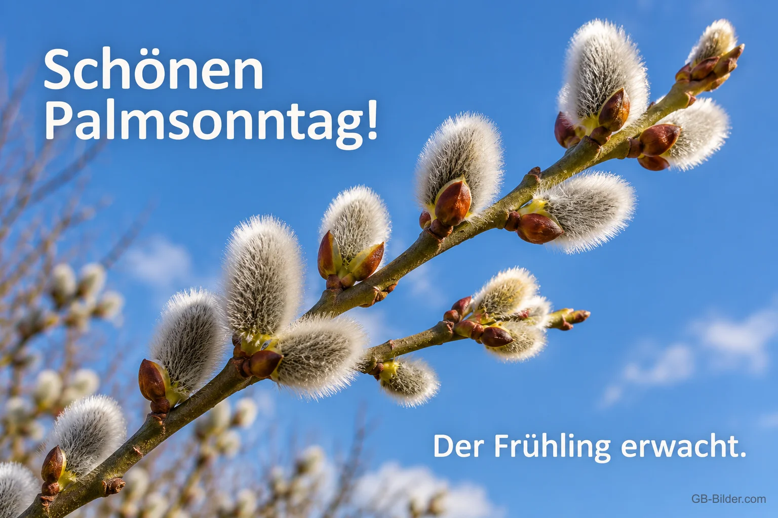 Weidenkätzchenzweig vor blauem Himmel, Text: Schönen Palmsonntag! – Der Frühling erwacht.