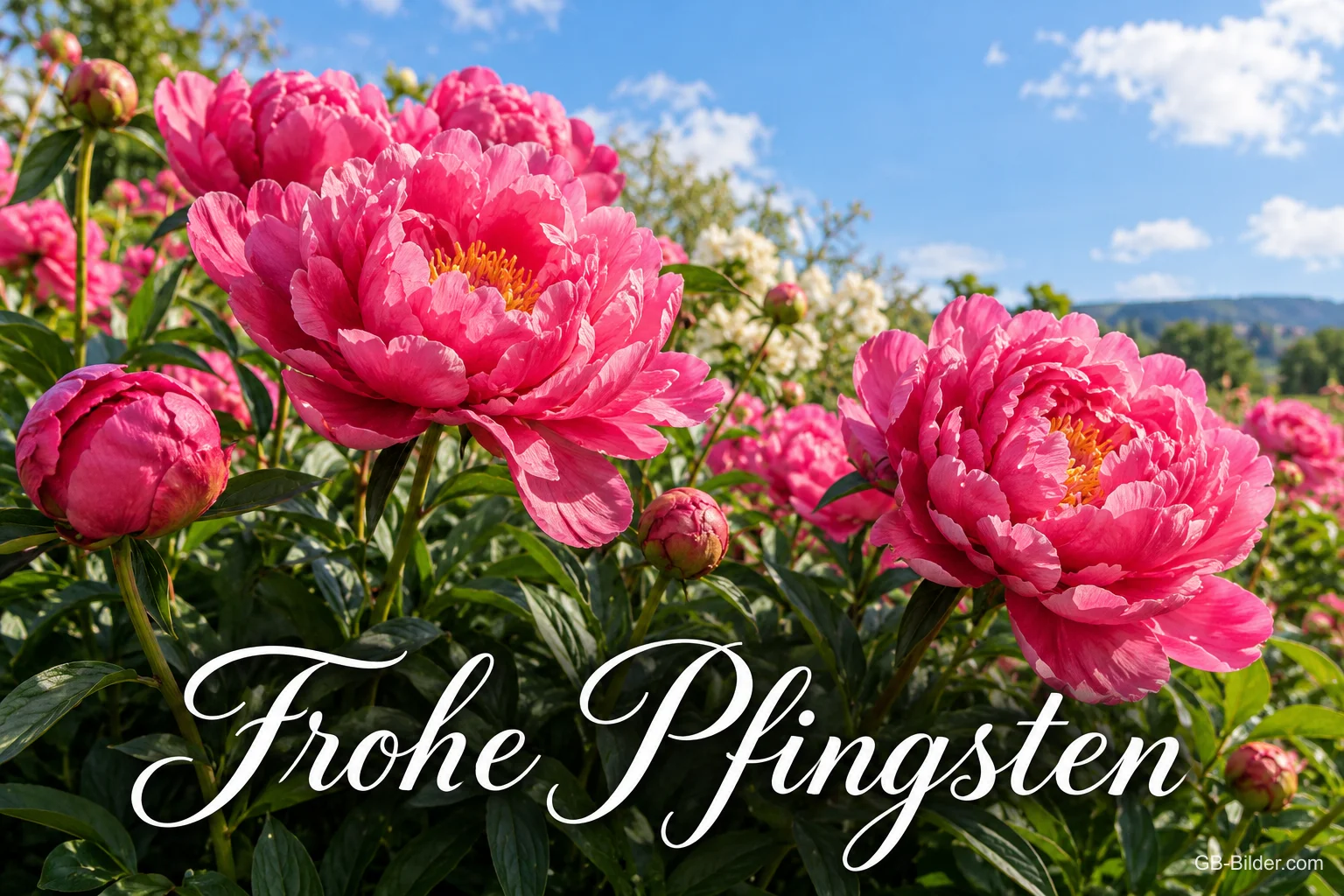Pinke Pfingstrosen unter blauem Himmel, Text: Frohe Pfingsten Pinke Pfingstrosen unter blauem Himmel, Text: Frohe Pfingsten