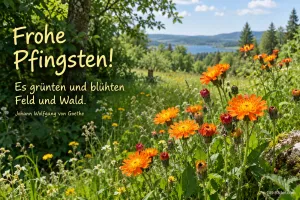Orange Habichtskraut-Blüten auf einer Wiese am See, Text: Frohe Pfingsten! – Es grünten und blühten Feld und Wald. – Johann Wolfgang von Goethe