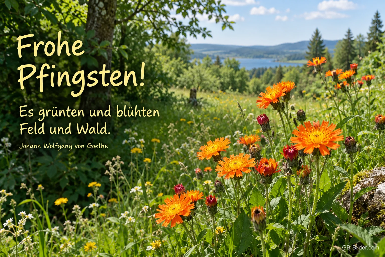 Orange Habichtskraut-Blüten auf einer Wiese am See, Text: Frohe Pfingsten! – Es grünten und blühten Feld und Wald. – Johann Wolfgang von Goethe