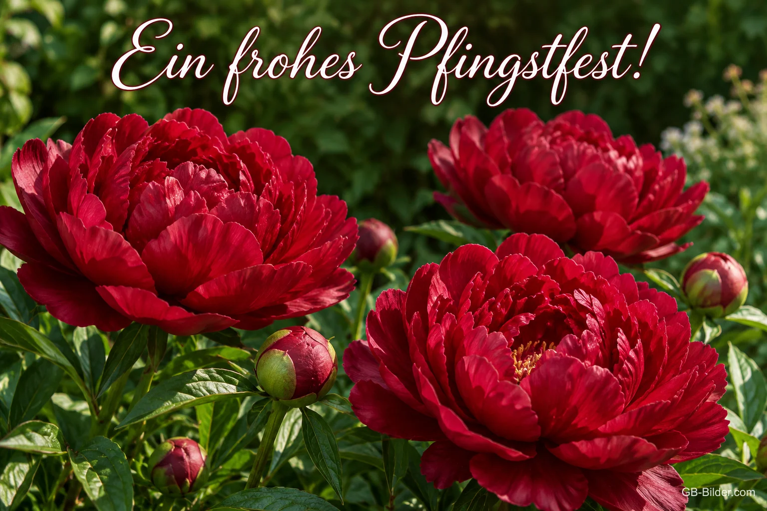 Rote Pfingstrosen im Garten, Text: Ein frohes Pfingstfest!