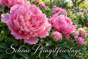 Rosa Pfingstrosen im Garten, Text: Schöne Pfingstfeiertage