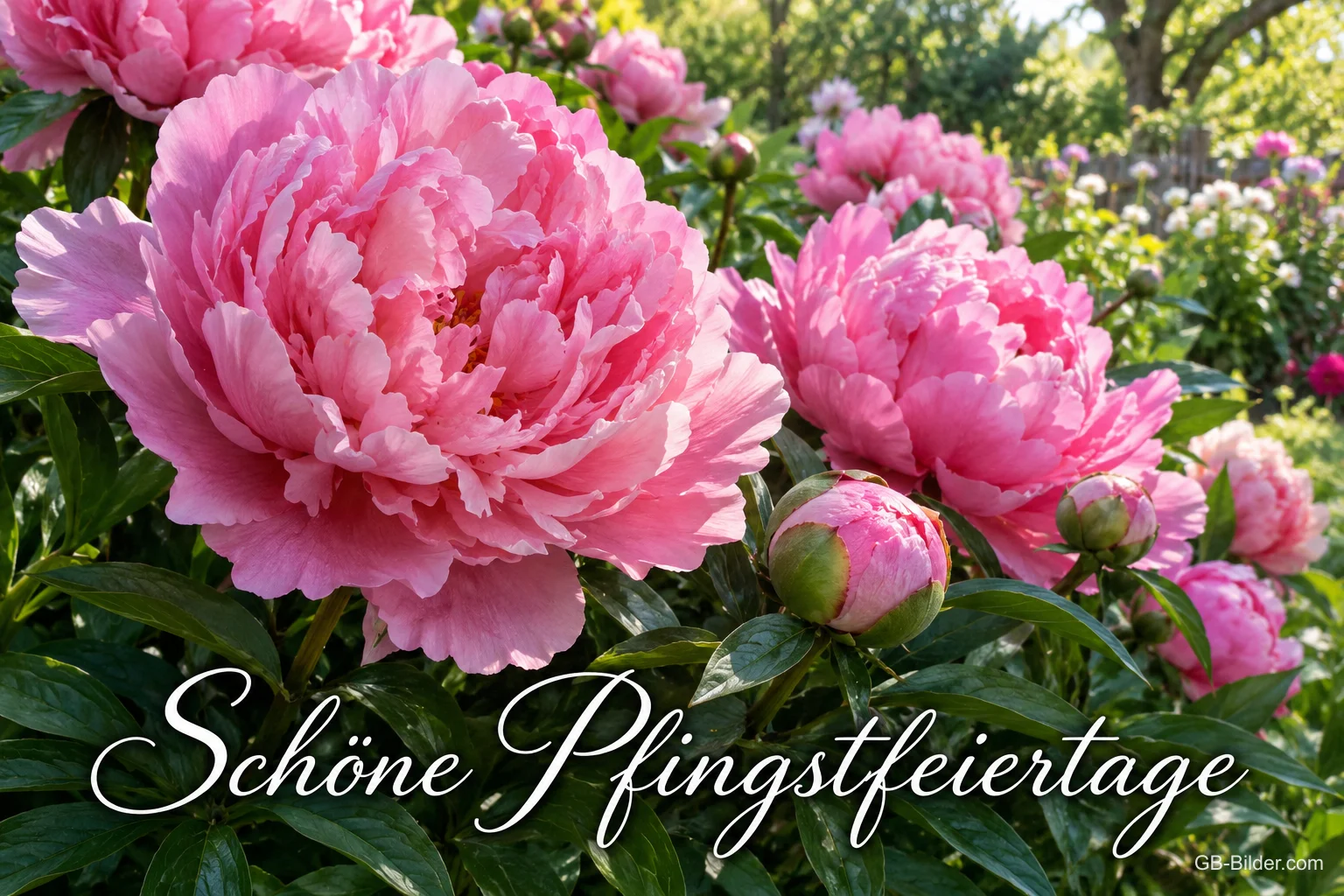 Rosa Pfingstrosen im Garten, Text: Schöne Pfingstfeiertage