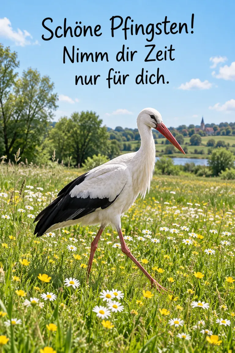 Weißstorch stolziert durch eine Blumenwiese, Text: Schöne Pfingsten! – Nimm dir Zeit nur für dich.