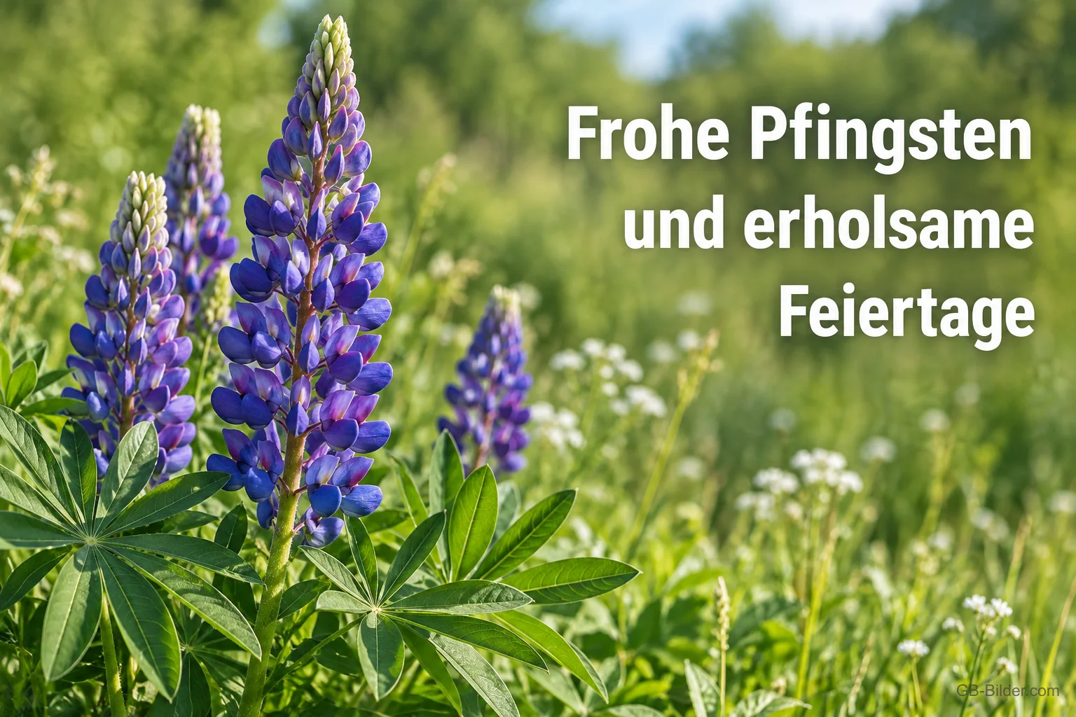 Blaue Lupinen auf einer Sommerwiese, Text: Frohe Pfingsten und erholsame Feiertage