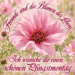 Rosa Cosmeablüte im Sommergarten, Text: Freunde sind die Blumen des Lebens. Ich wünsche dir einen schönen Pfingstmontag