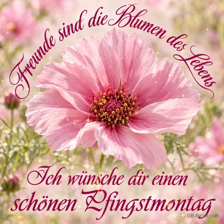 Rosa Cosmeablüte im Sommergarten, Text: Freunde sind die Blumen des Lebens. Ich wünsche dir einen schönen Pfingstmontag