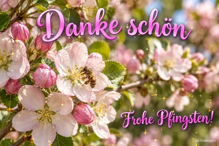 Rosa Apfelblüten mit einer Biene, Text: Danke schön – Frohe Pfingsten!