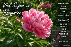 Rosa Pfingstrose im Garten, Bibelvers Johannes 16,13, Viel Segen zu Pfingsten