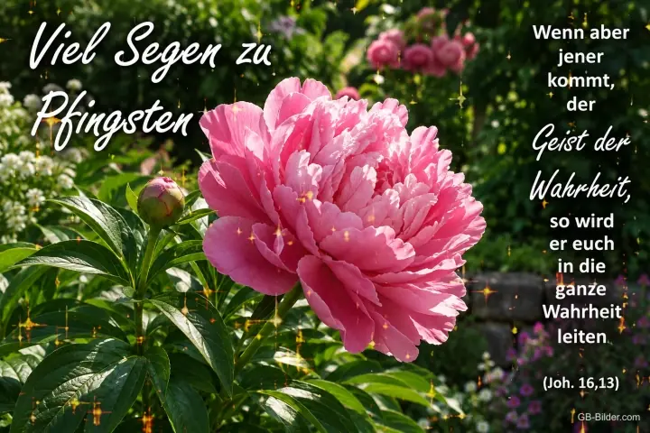Rosa Pfingstrose im Garten, Bibelvers Johannes 16,13, Viel Segen zu Pfingsten
