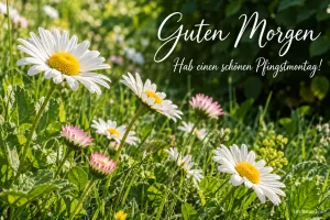 Gänseblümchen auf einer Frühlingswiese, Text: Guten Morgen – Hab einen schönen Pfingstmontag!