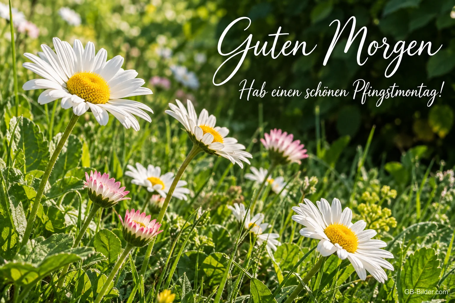 Gänseblümchen auf einer Frühlingswiese, Text: Guten Morgen – Hab einen schönen Pfingstmontag!