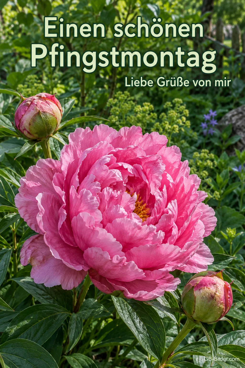 Pinke Pfingstrose im Garten, Text: Einen schönen Pfingstmontag – Liebe Grüße von mir