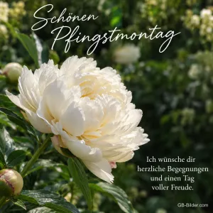 Weiße Pfingstrose im Garten, Text: Schönen Pfingstmontag – Ich wünsche dir herzliche Begegnungen und einen Tag voller Freude.