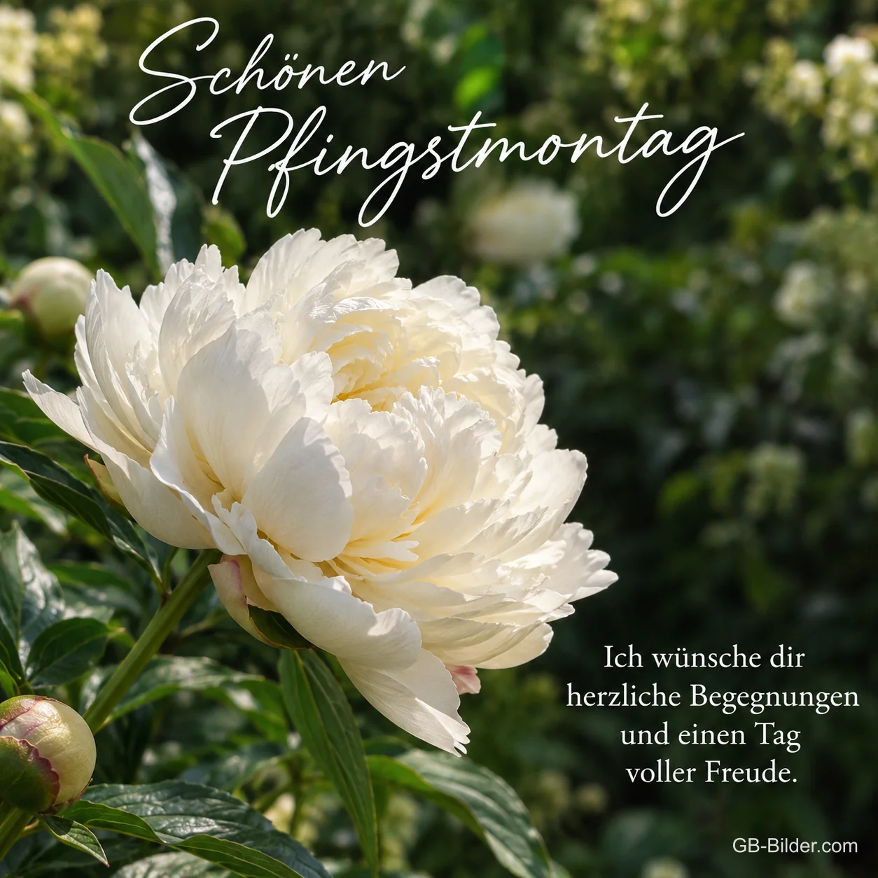 Weiße Pfingstrose im Garten, Text: Schönen Pfingstmontag – Ich wünsche dir herzliche Begegnungen und einen Tag voller Freude.