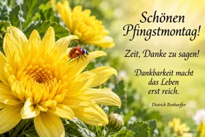 Marienkäfer auf einer gelben Chrysantheme, Text: Schönen Pfingstmontag! – Zeit, Danke zu sagen! Dankbarkeit macht das Leben erst reich. – Dietrich Bonhoeffer