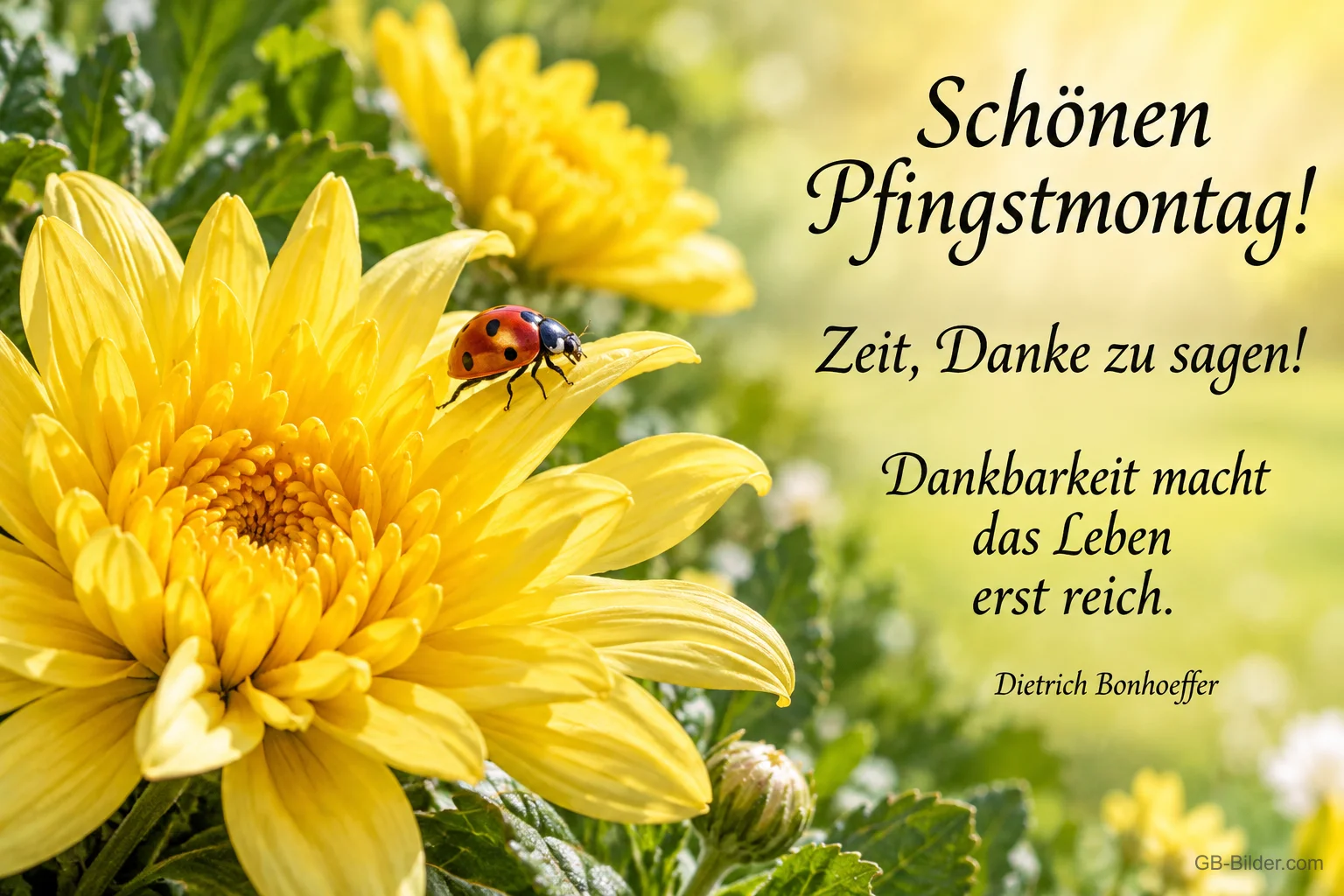 Marienkäfer auf einer gelben Chrysantheme, Text: Schönen Pfingstmontag! – Zeit, Danke zu sagen! Dankbarkeit macht das Leben erst reich. – Dietrich Bonhoeffer