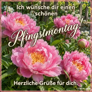 Rosa Pfingstrosen im Garten, Text: Ich wünsche dir einen schönen Pfingstmontag! – Herzliche Grüße für dich.
